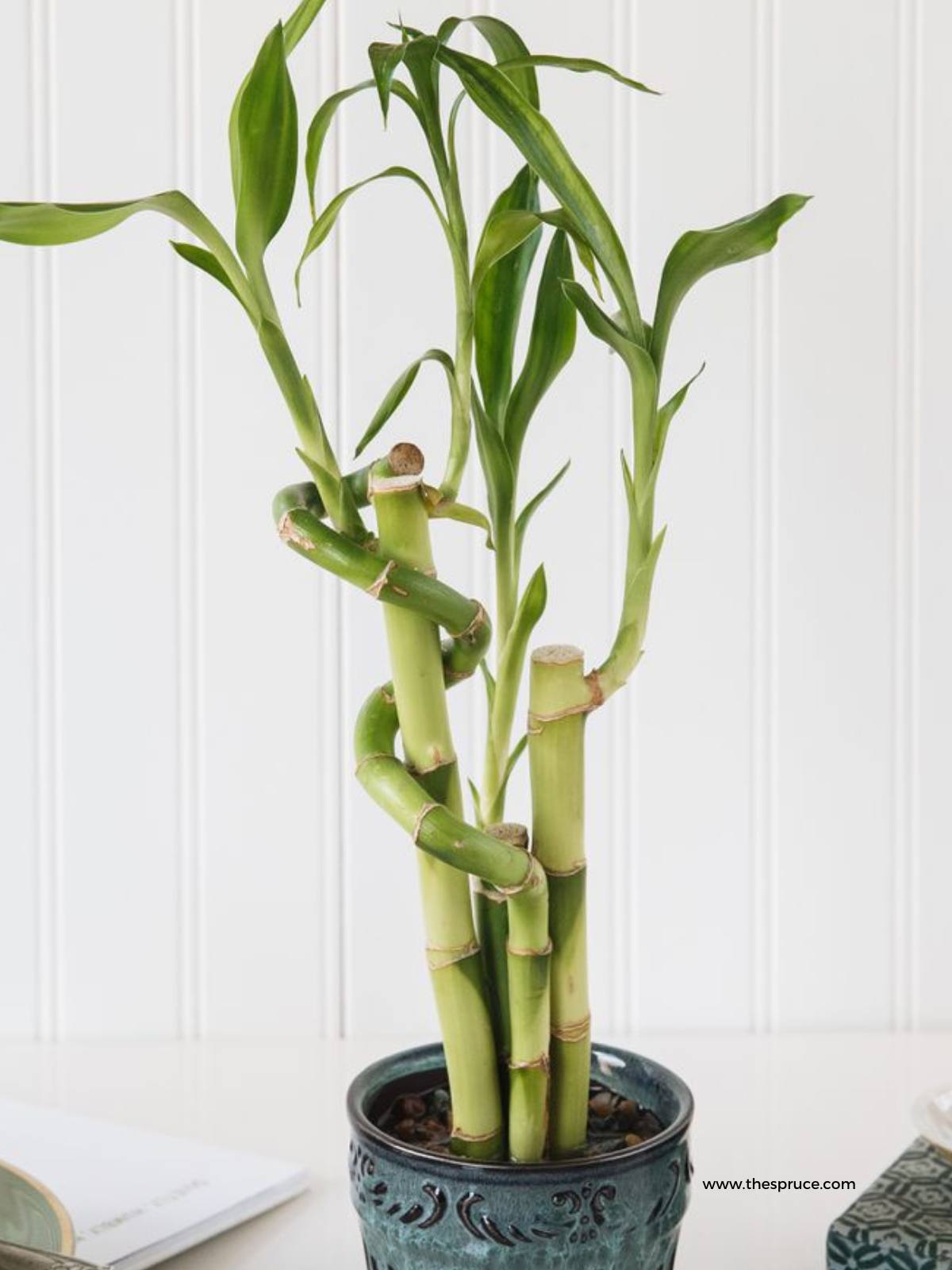 How to Grow and Care for Lucky Bamboo Indoors