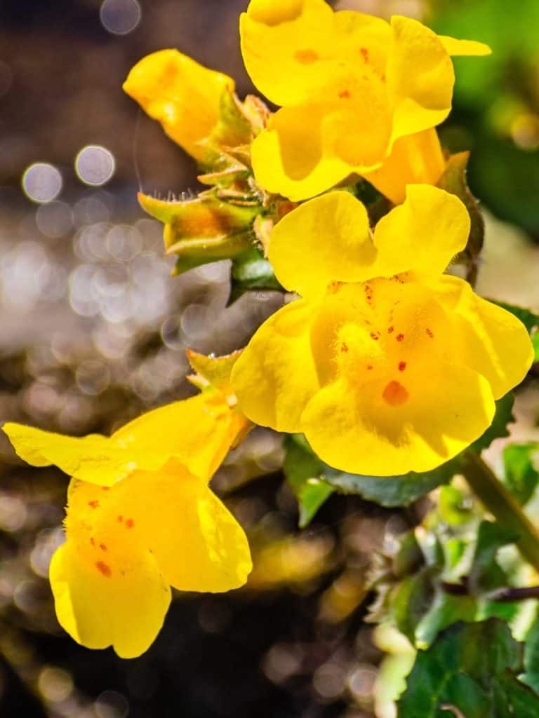 How to Grow and Care for Monkey Flowers