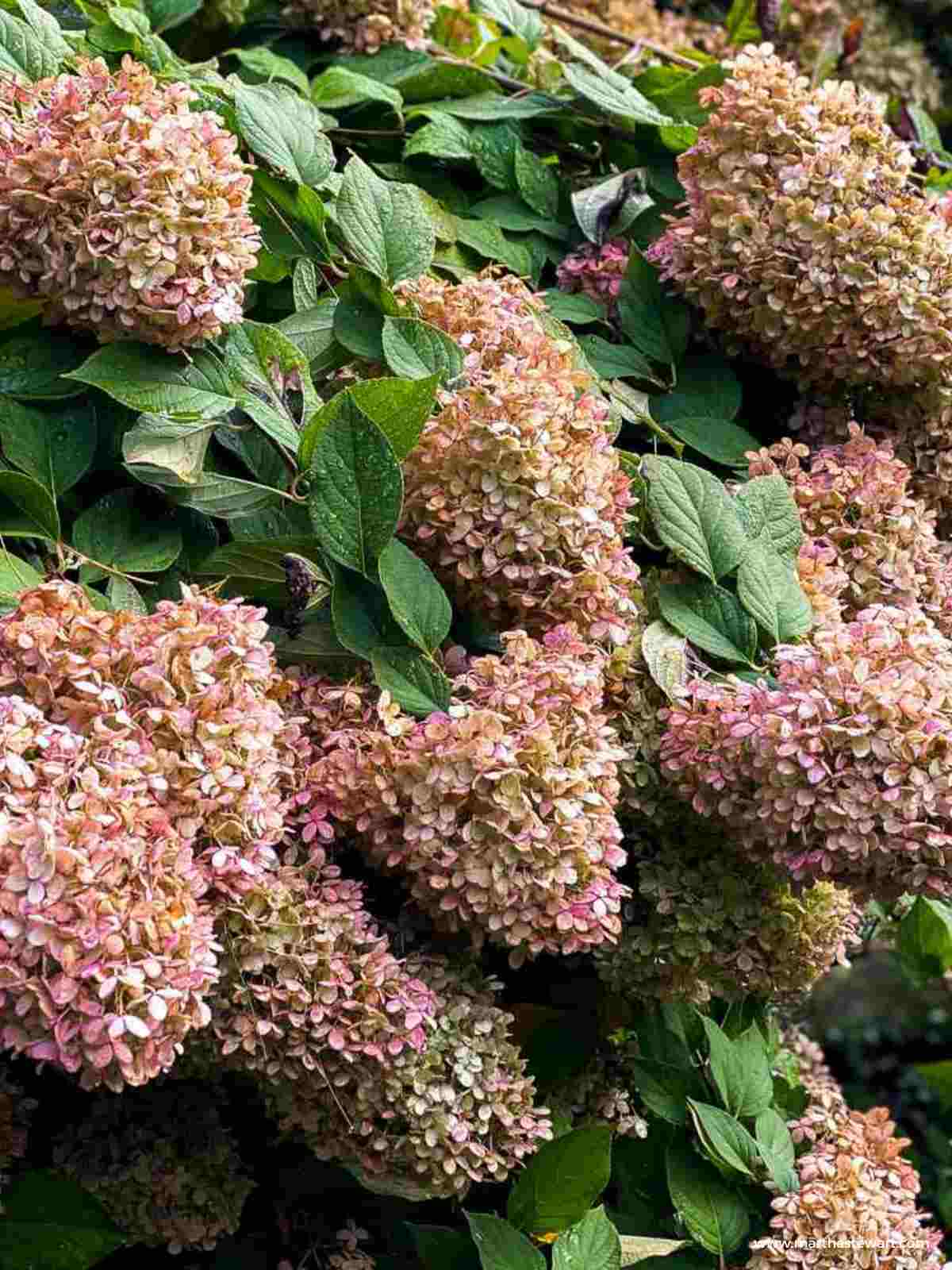 How To Grow and Care for an Oakleaf Hydrangea