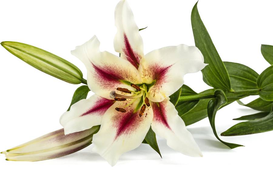 How to Grow and Care for Oriental Lily Plant