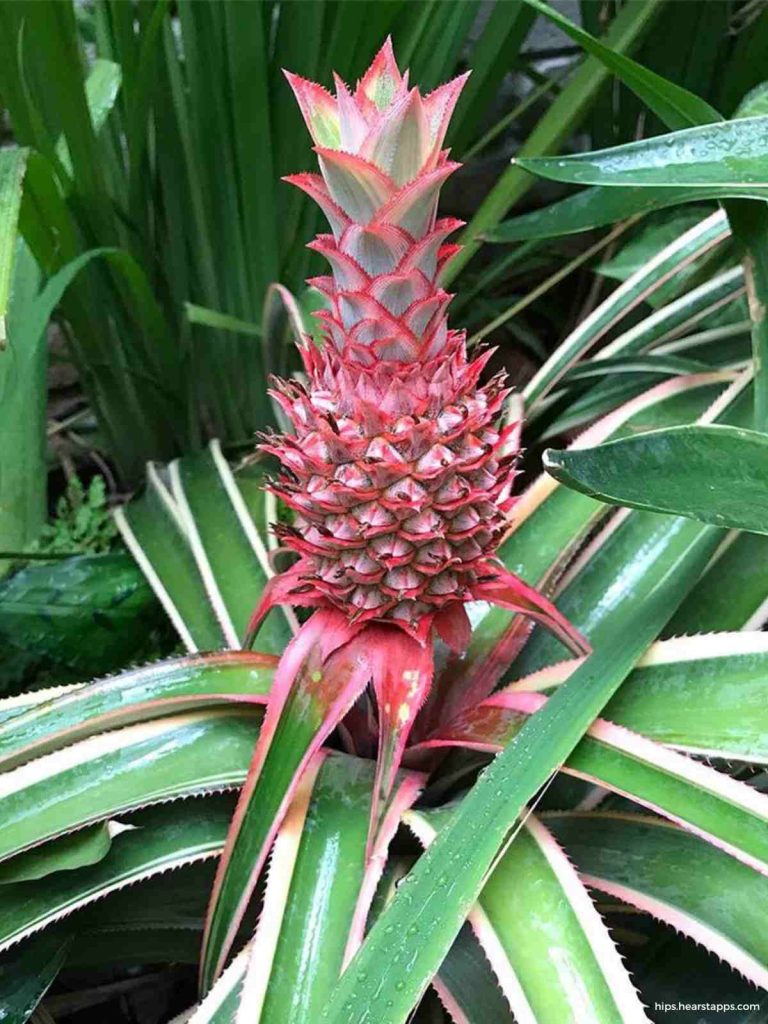 what is pink pineapple