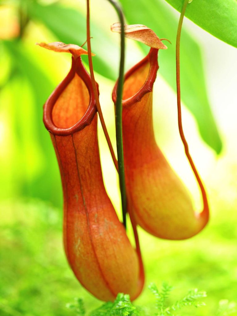 How to Grow and Care for Pitcher Plants