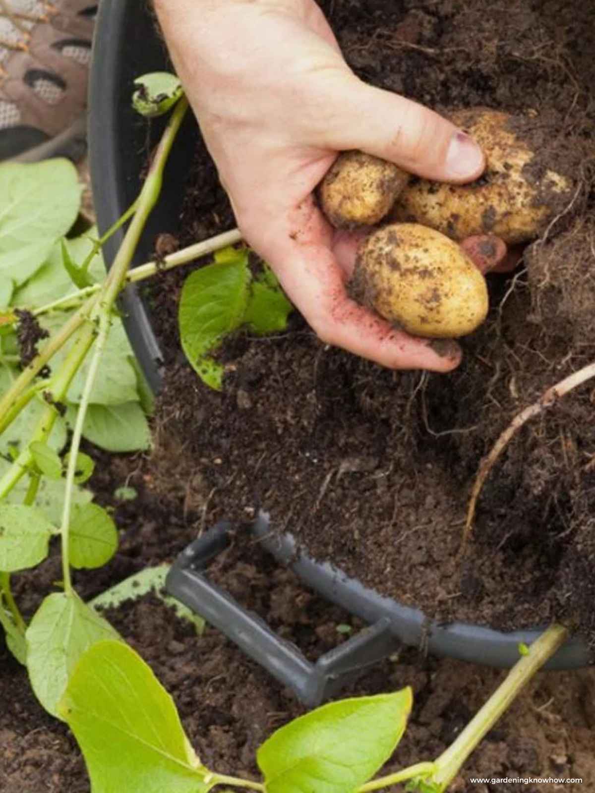 How to Plant and Grow Potatoes in Containers: A Guide