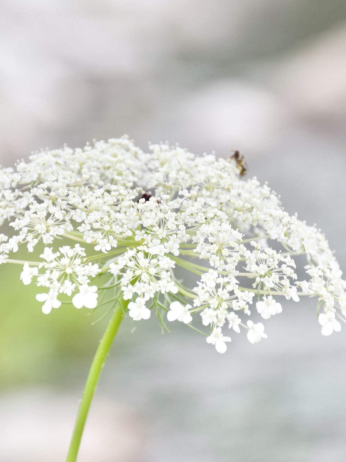 How to Grow and Care for Queen Anne's Lace