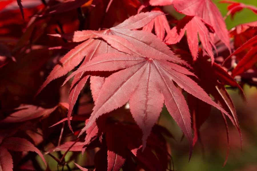 How to Grow a Japanese Maple Tree