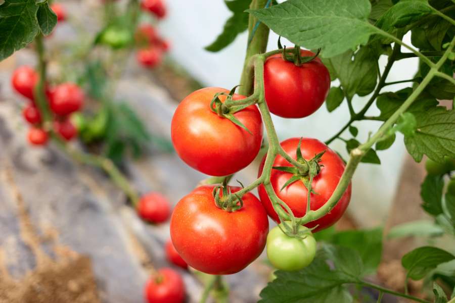 How to Grow Tomatoes From Seed: A Guide