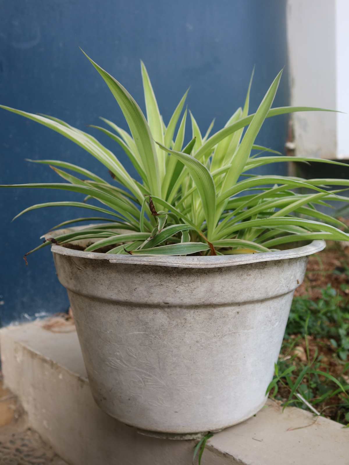 how to propagate spider plant: a guide