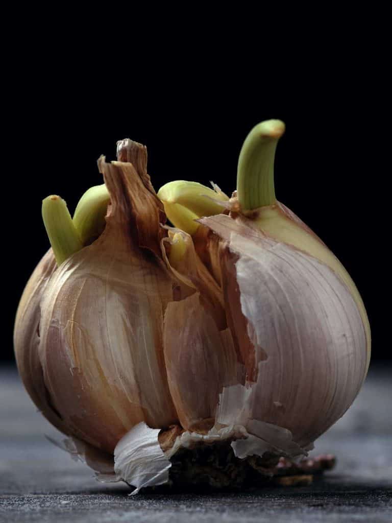 Is It Safe to Eat Sprouted Garlic