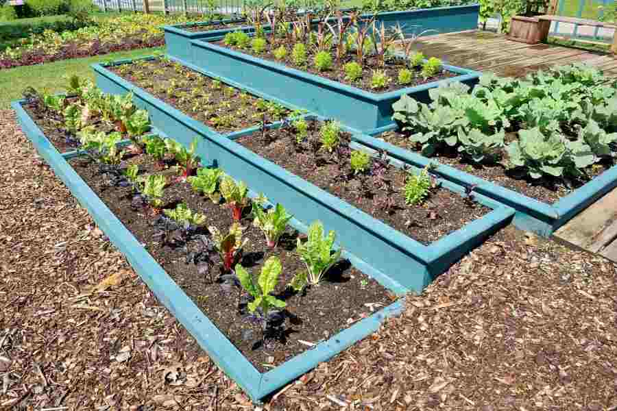 Vegetable garden layout ideas