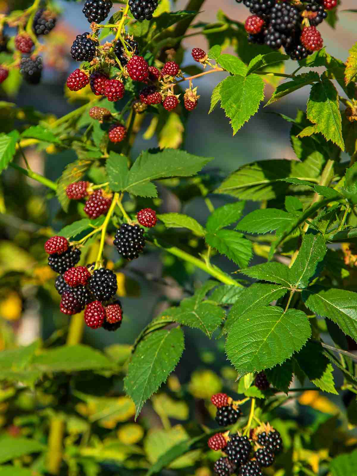 What Is A Wild Blackberry Plant and How to Identify Blackberry Plants