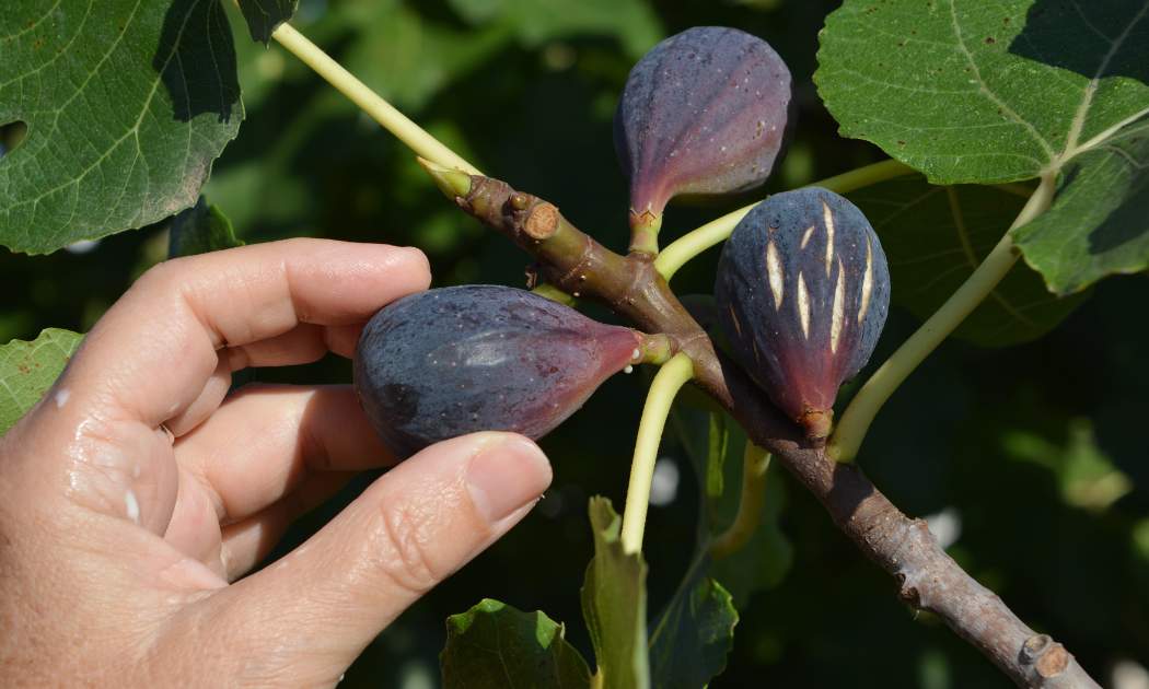 How to Propagate Fig Tree From a Cutting