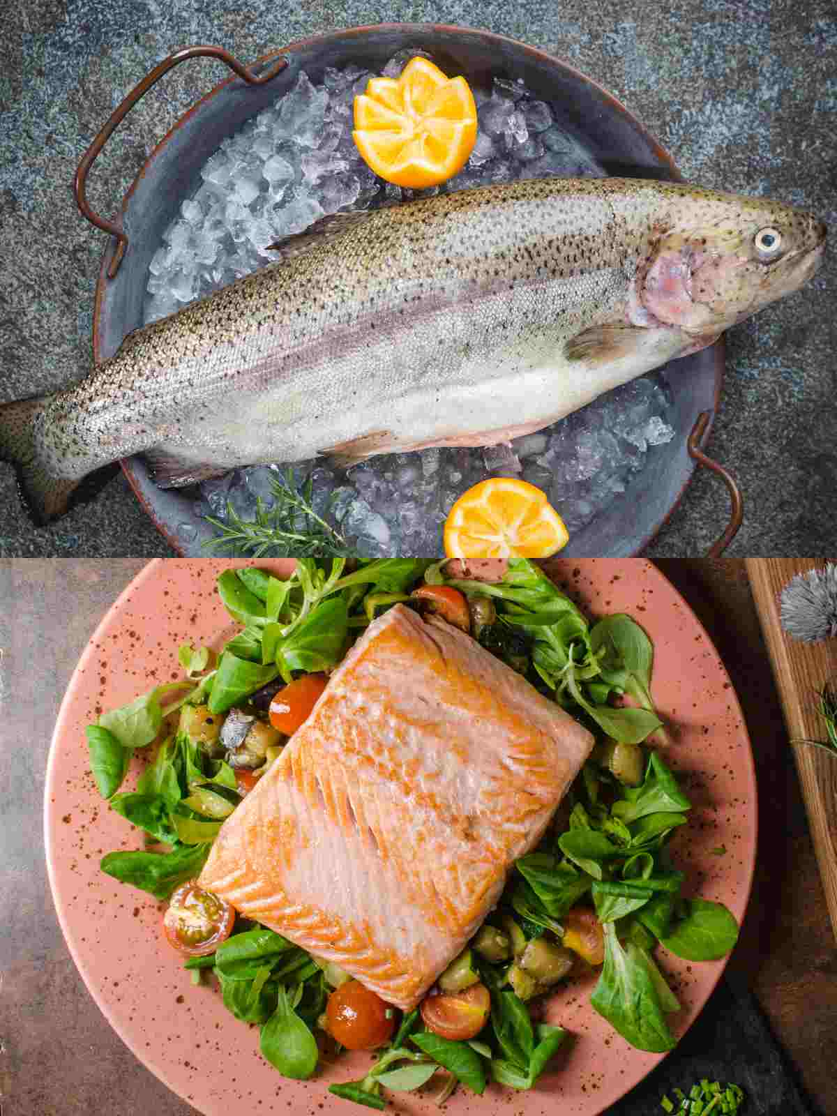 trout vs salmon
