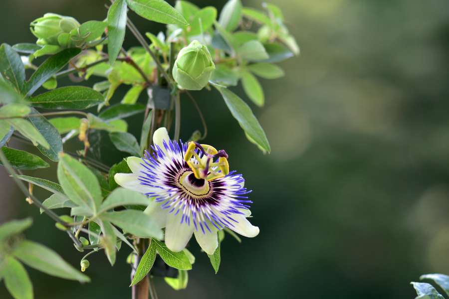 How to Grow and Care for Passion Flower