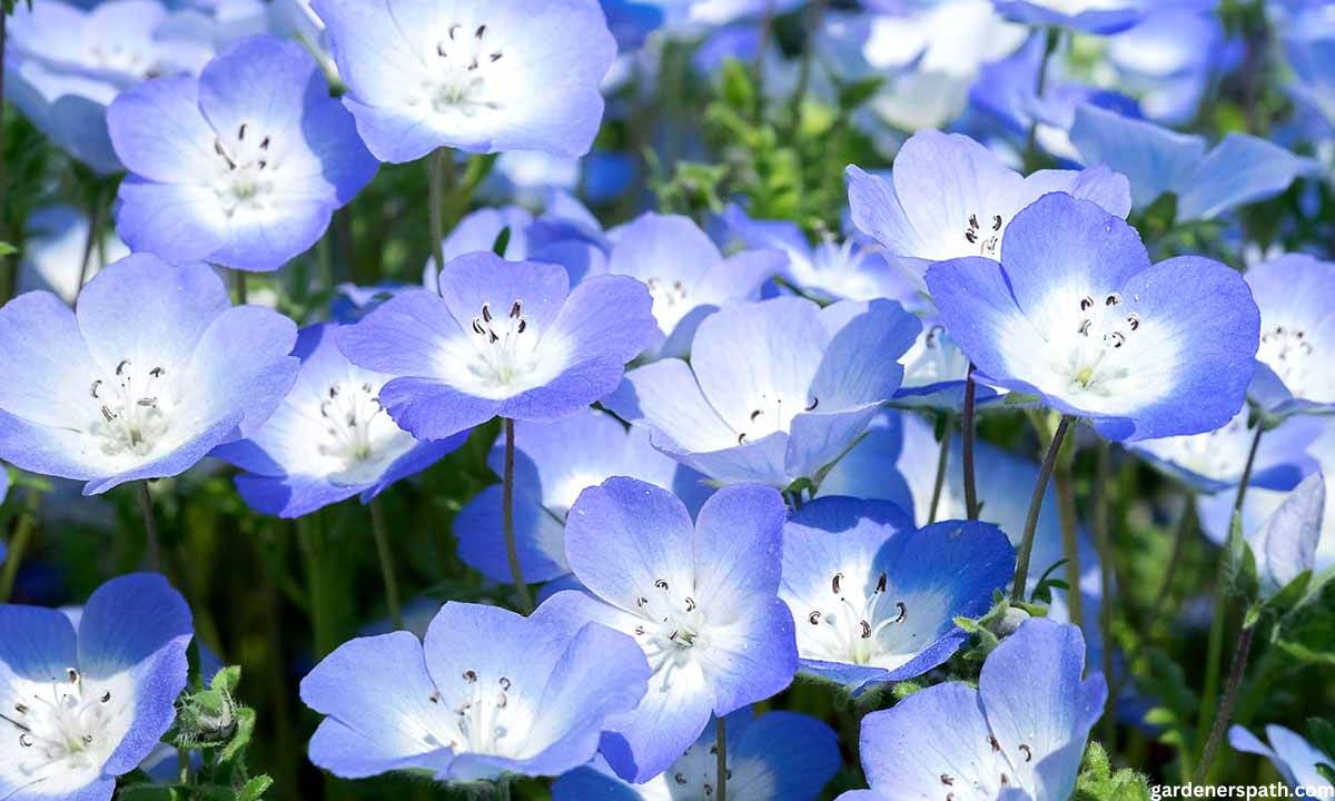 How to Grow and Care for Baby Blue Eyes Plant