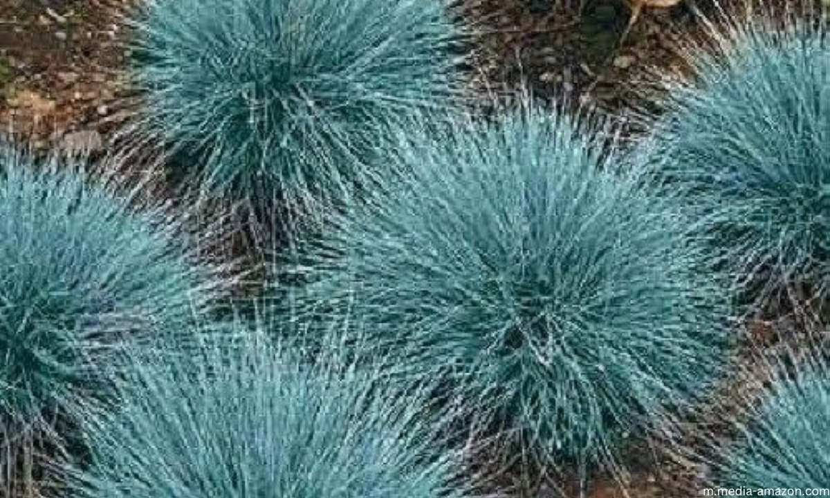 How to Plant and Care for Blue Fescue Grass