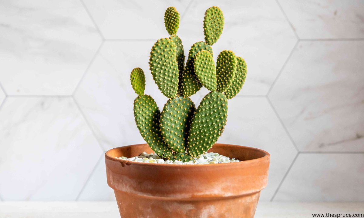 How to Grow Bunny Ears Cactus