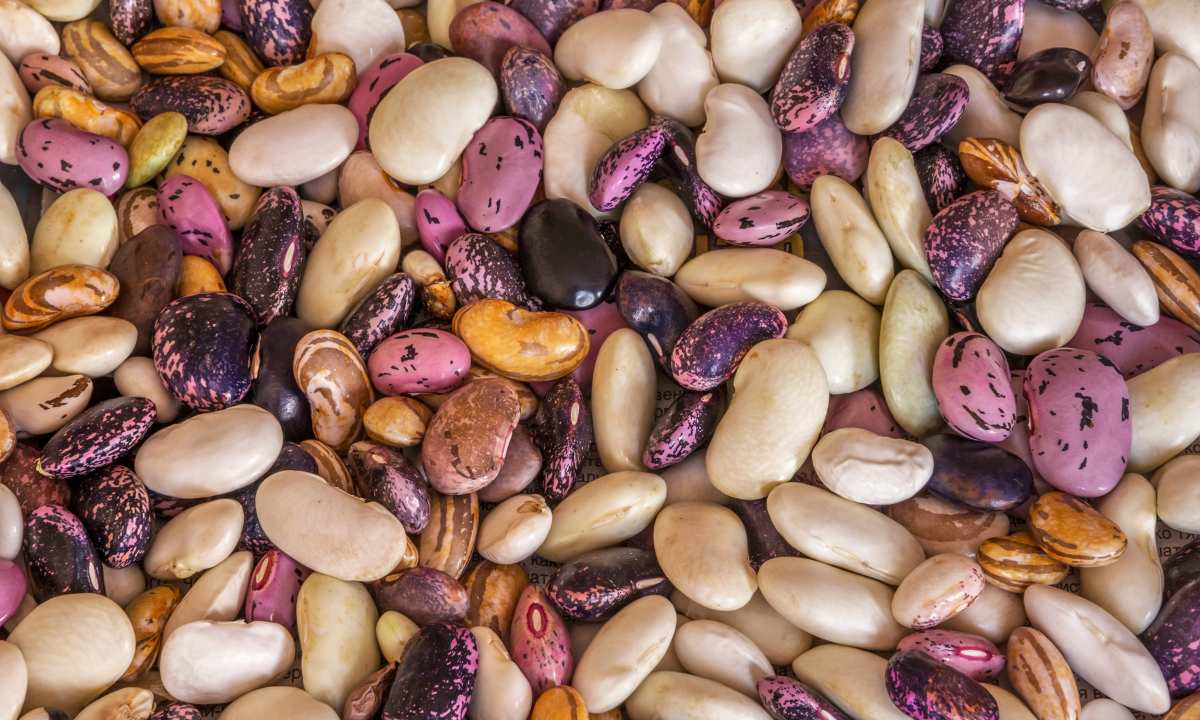 How to Select the Best Bean Varieties