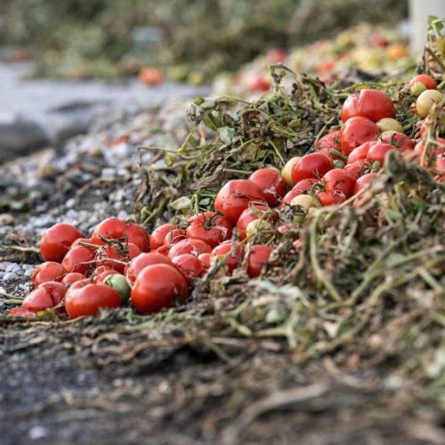 Rotten tomatoes dump, food waste