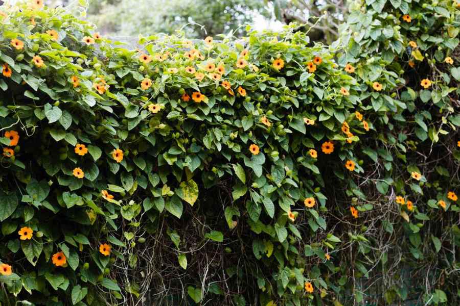 How to Care For Black Eyed Susan Vines
