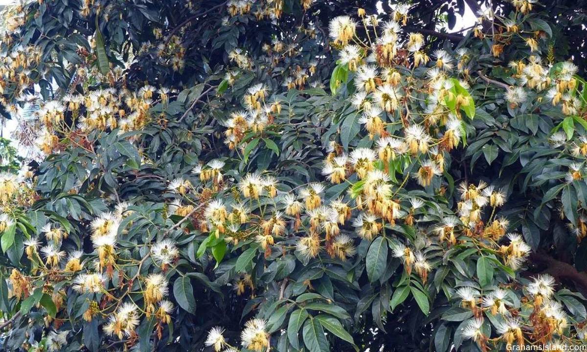 How To Grow An Ice Cream Bean Tree Successfully?