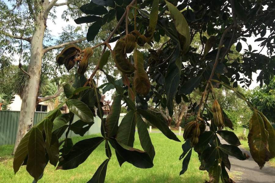 How To Grow An Ice Cream Bean Tree Successfully?