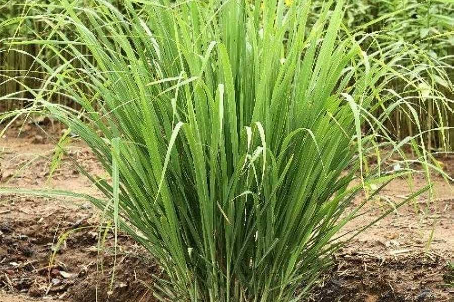 How to Grow Lemongrass Plants
