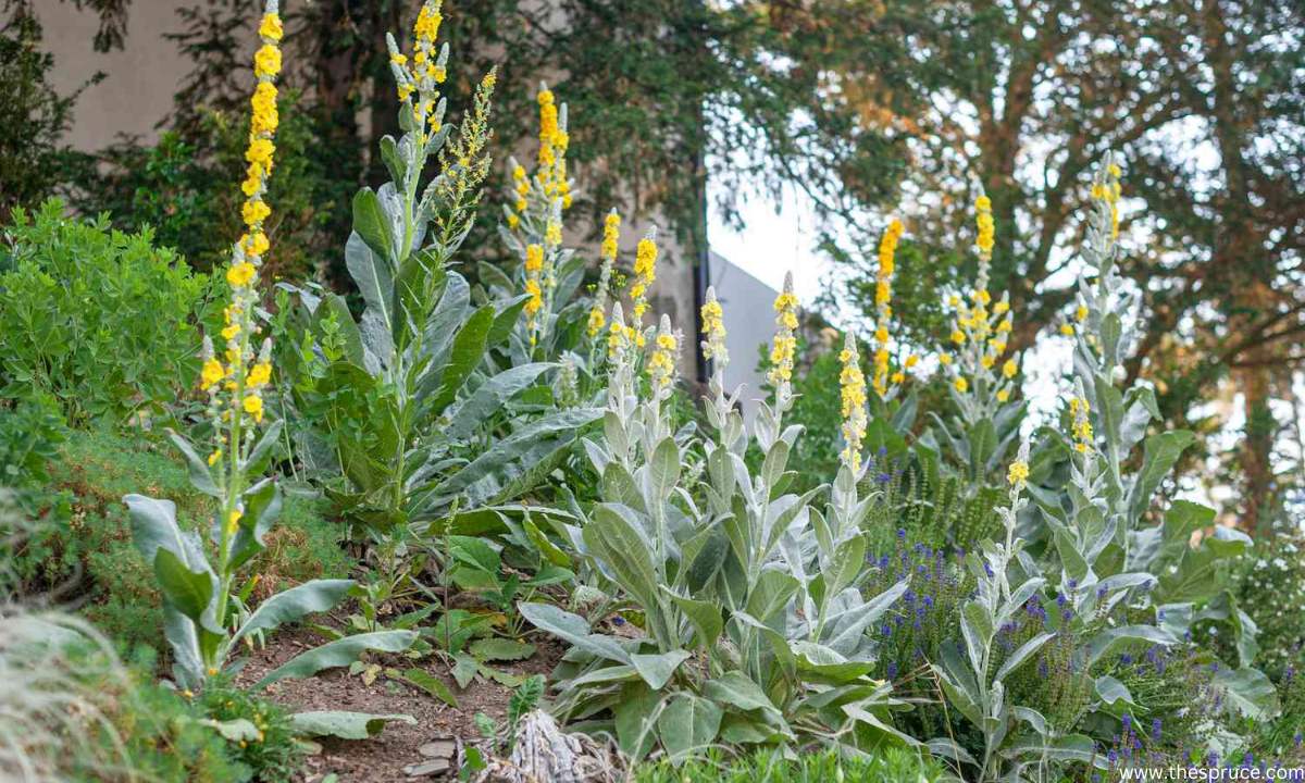 Should You Grow Mullein Plants In Gardens