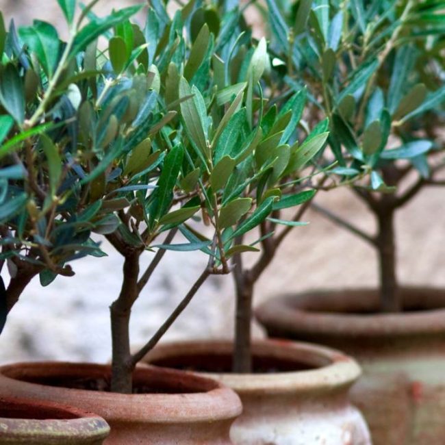 How to Grow Olive Tree in a Pot
