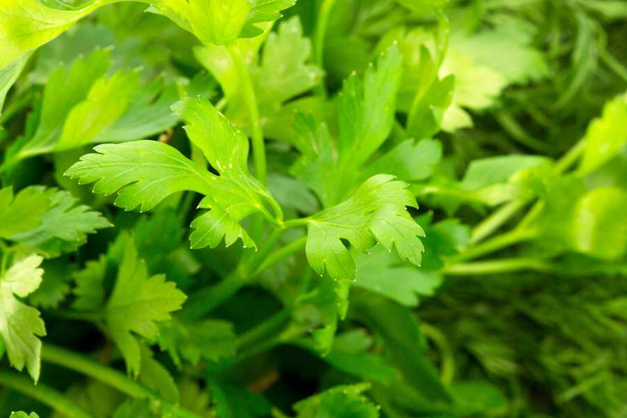 Foods That Are High in Vitamin C (Parsley)