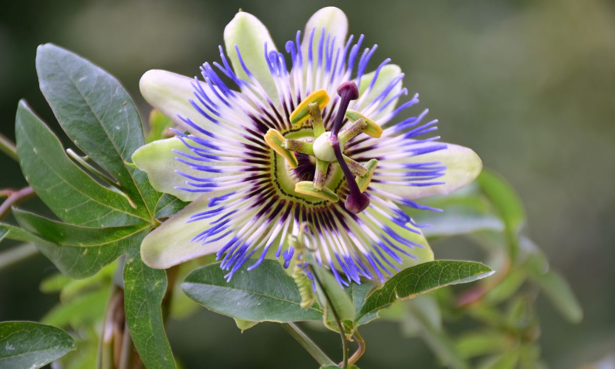 How to Grow and Care for Passion Flower