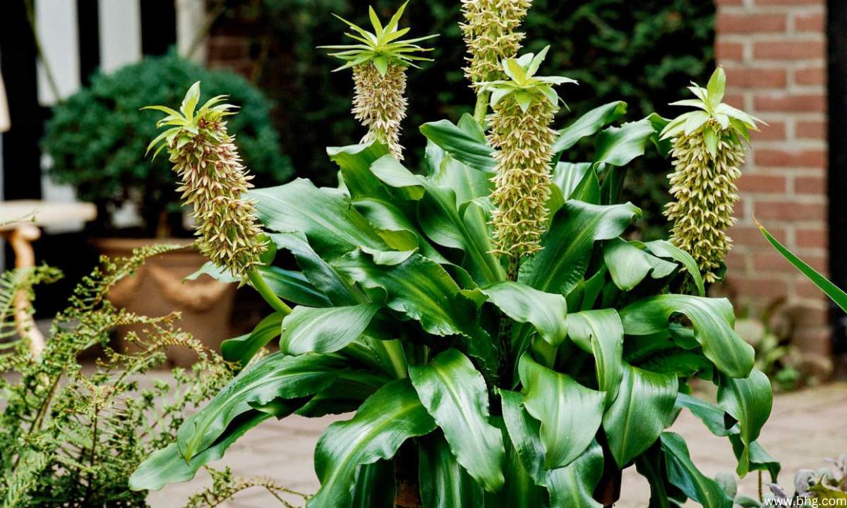 How to Grow and Care for Pineapple Lily