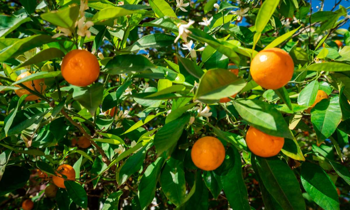 How to Care For Tangerine Trees