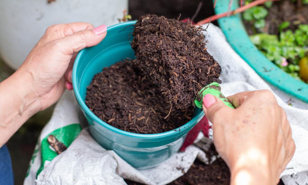 Benefits of Cow Manure Compost