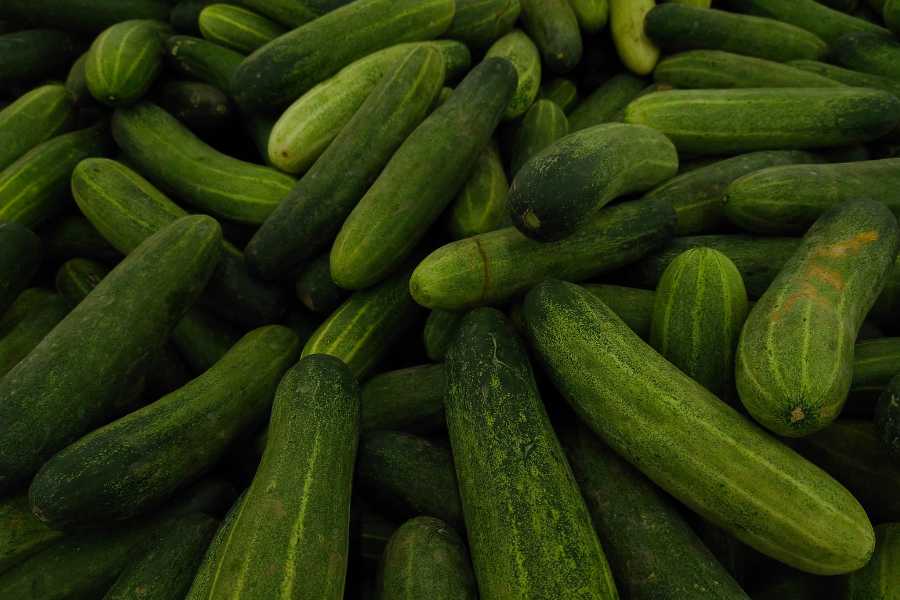 Best Cucumber Varieties for Container Gardening