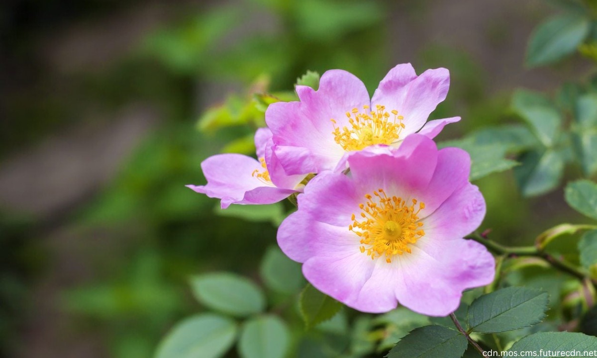 What is a Dog Rose and How to Grow Dog Rose