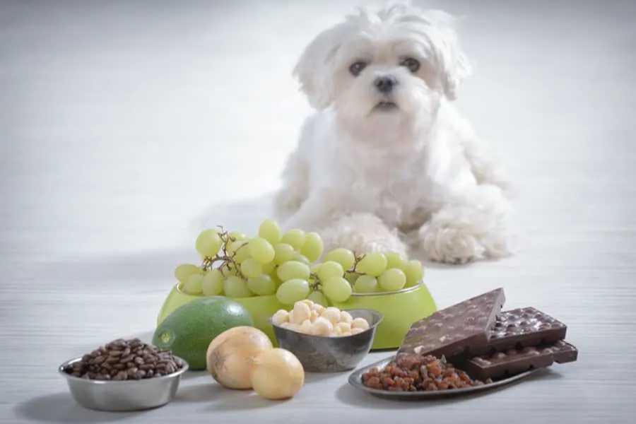 What Food Can Kill Dogs 