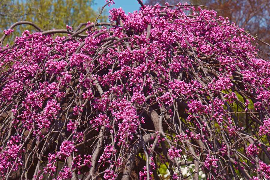 Grow A Lavender Twist Redbud Tree