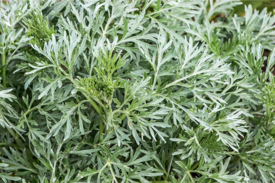 How To Grow and Care Artemisia