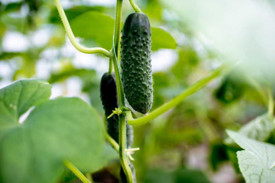 How to Grow and Care Cucumbers