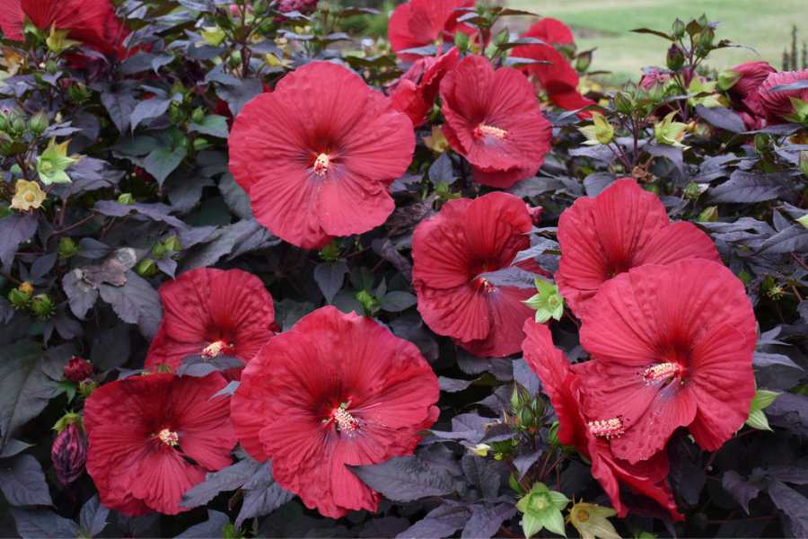 How to Grow and Care for Hardy Hibiscus Plants