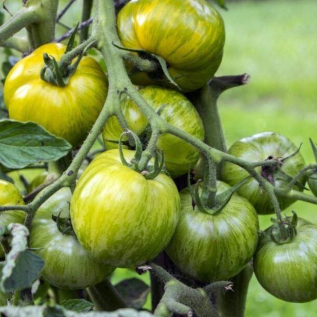 How to Grow a Green Zebra Tomato Plant
