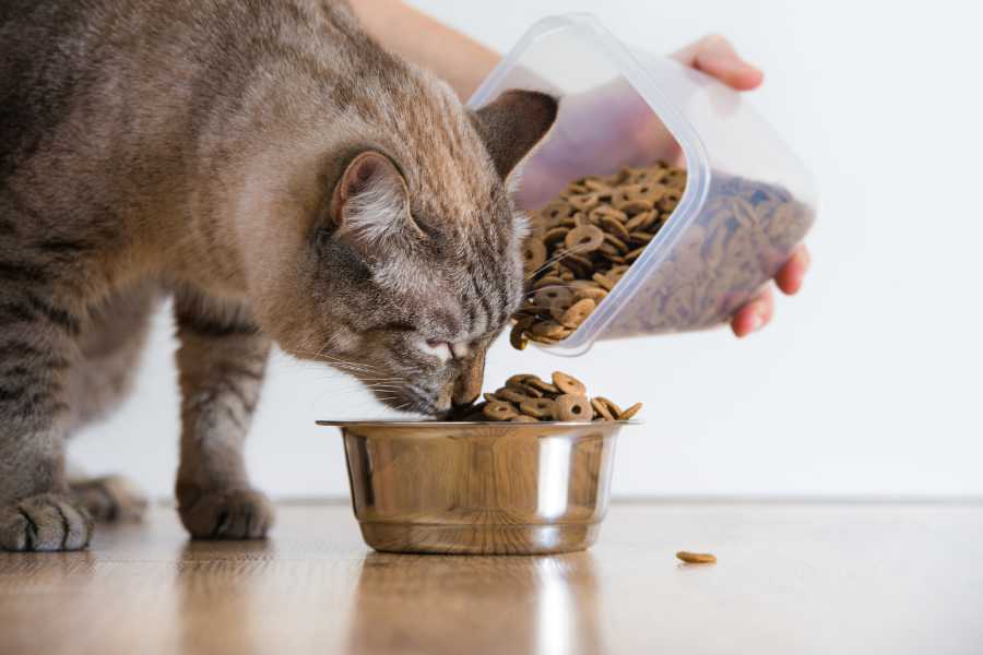 What Human Food Can Cats Eat