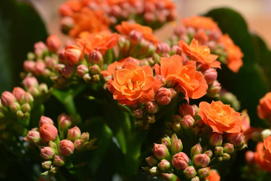 How to Care for Kalanchoe Succulent Plants