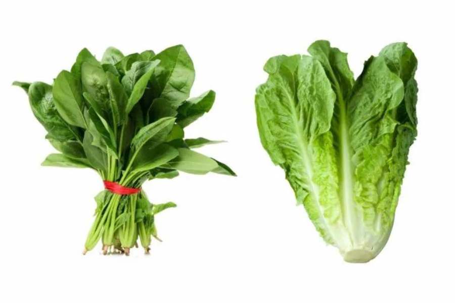 Lettuce vs Spinach