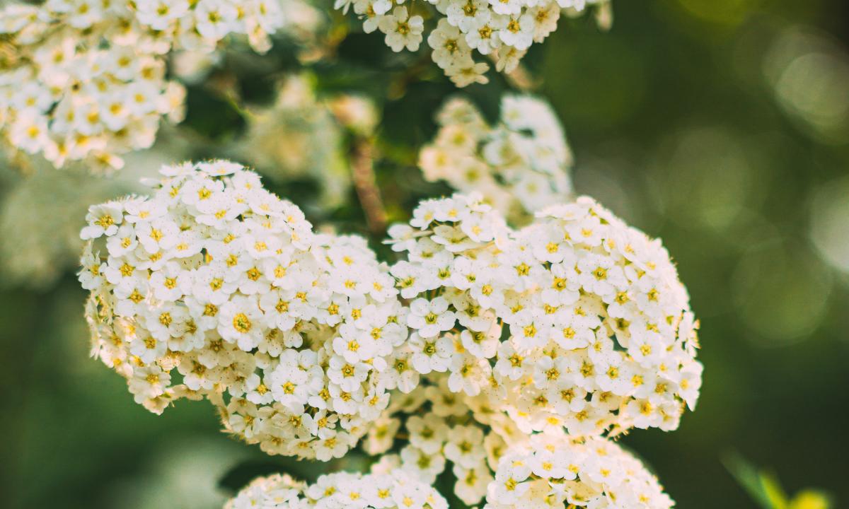How to Grow and Care for Spirea Bushes