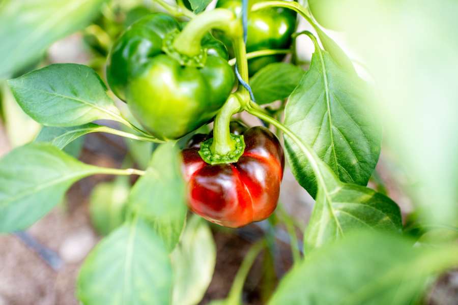 Types of Sweet Peppers Plant