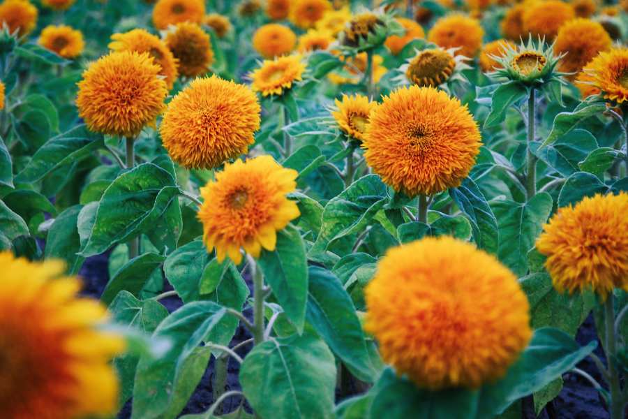 Types of Annual and Perennial Sunflowers