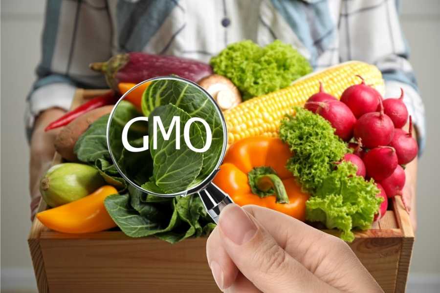 what is gmo food 