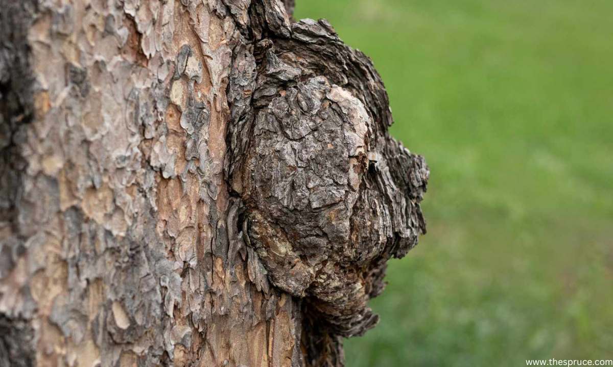 What Are Tree Burls and What Causes Tree Burls
