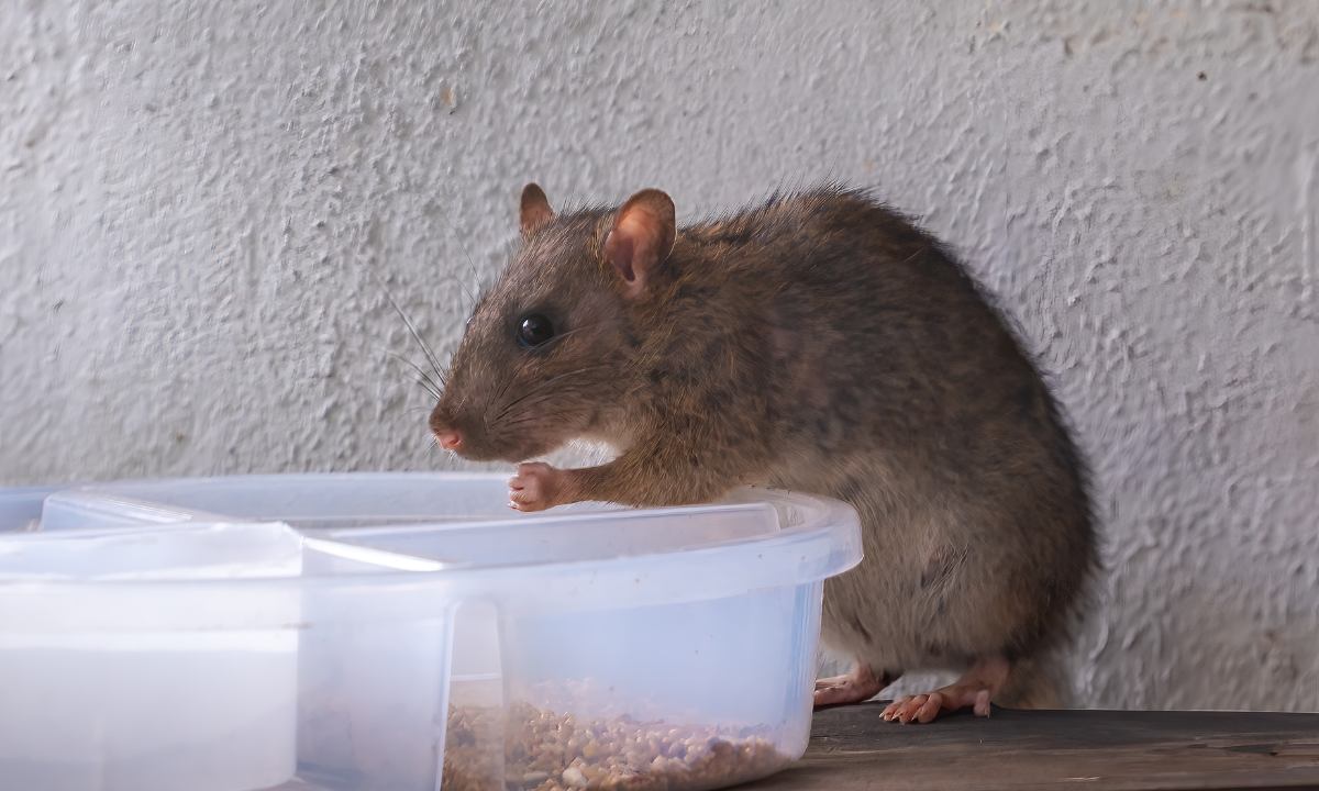 What Food Kills Rats Instantly